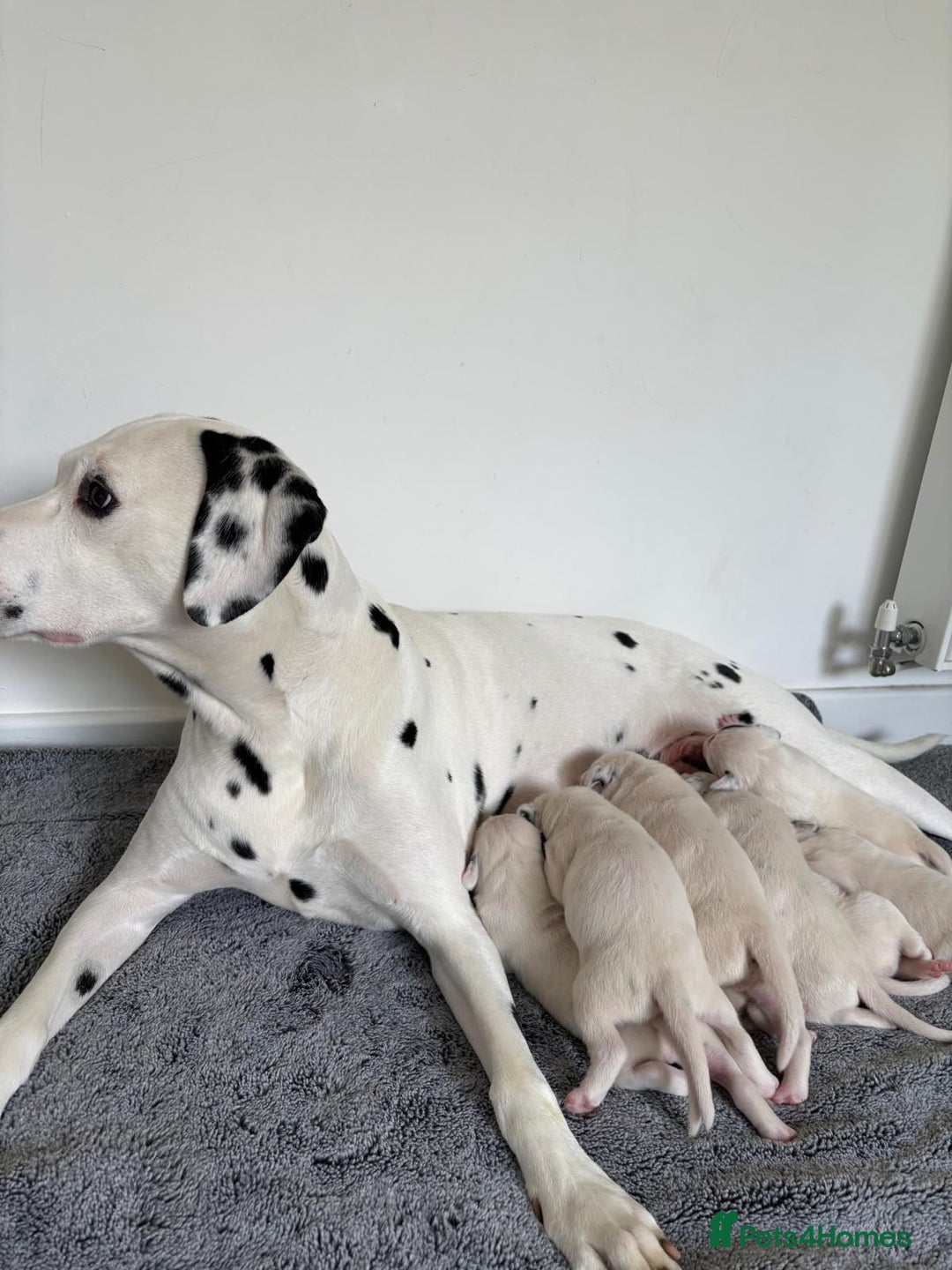 Dalmatian dogs for sale: Male Dalmatian named Griffin  - Image 4