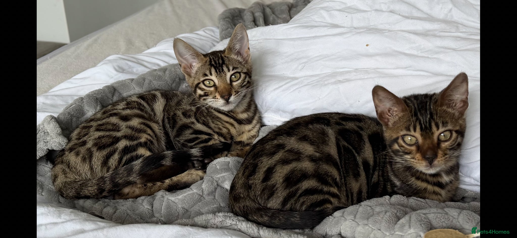 Bengal cats BENGAL 🔥 KITTENS TICA REGISTERED  - Advert 2