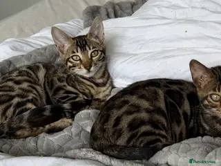 Bengal cats BENGAL 🔥 KITTENS TICA REGISTERED - Advert 2