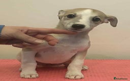 Whippet dogs for sale: Beautiful KC whippet puppies - Image 5