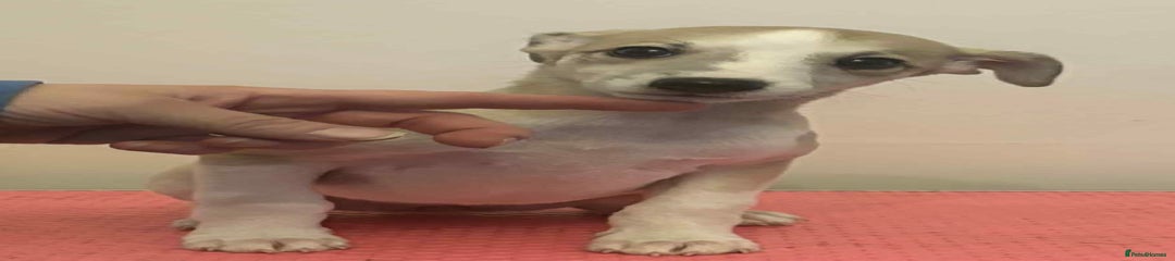 Whippet Puppy 3
