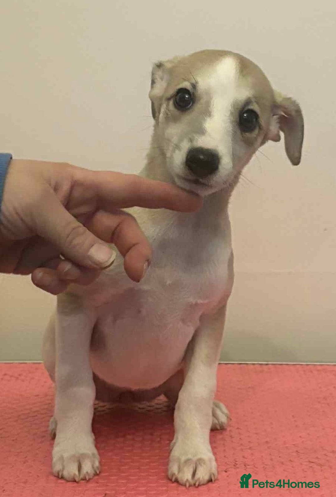 Whippet dogs for sale: Beautiful KC whippet puppies - Image 5