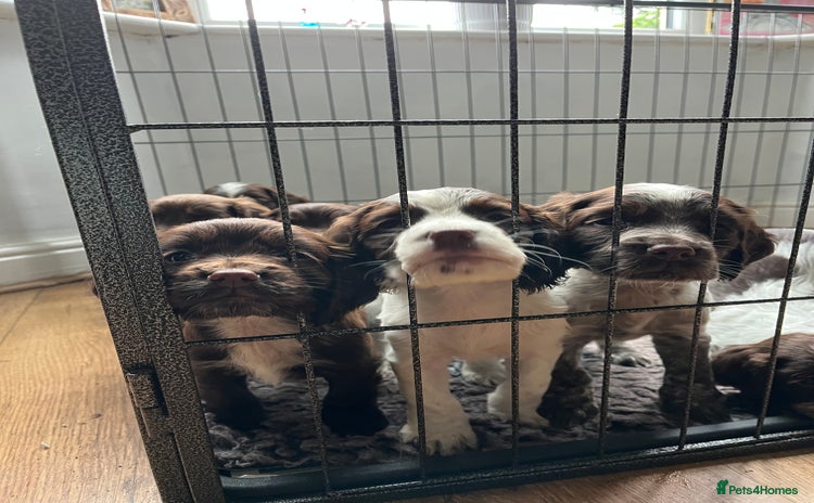 Cocker Spaniel dogs - Advert 13