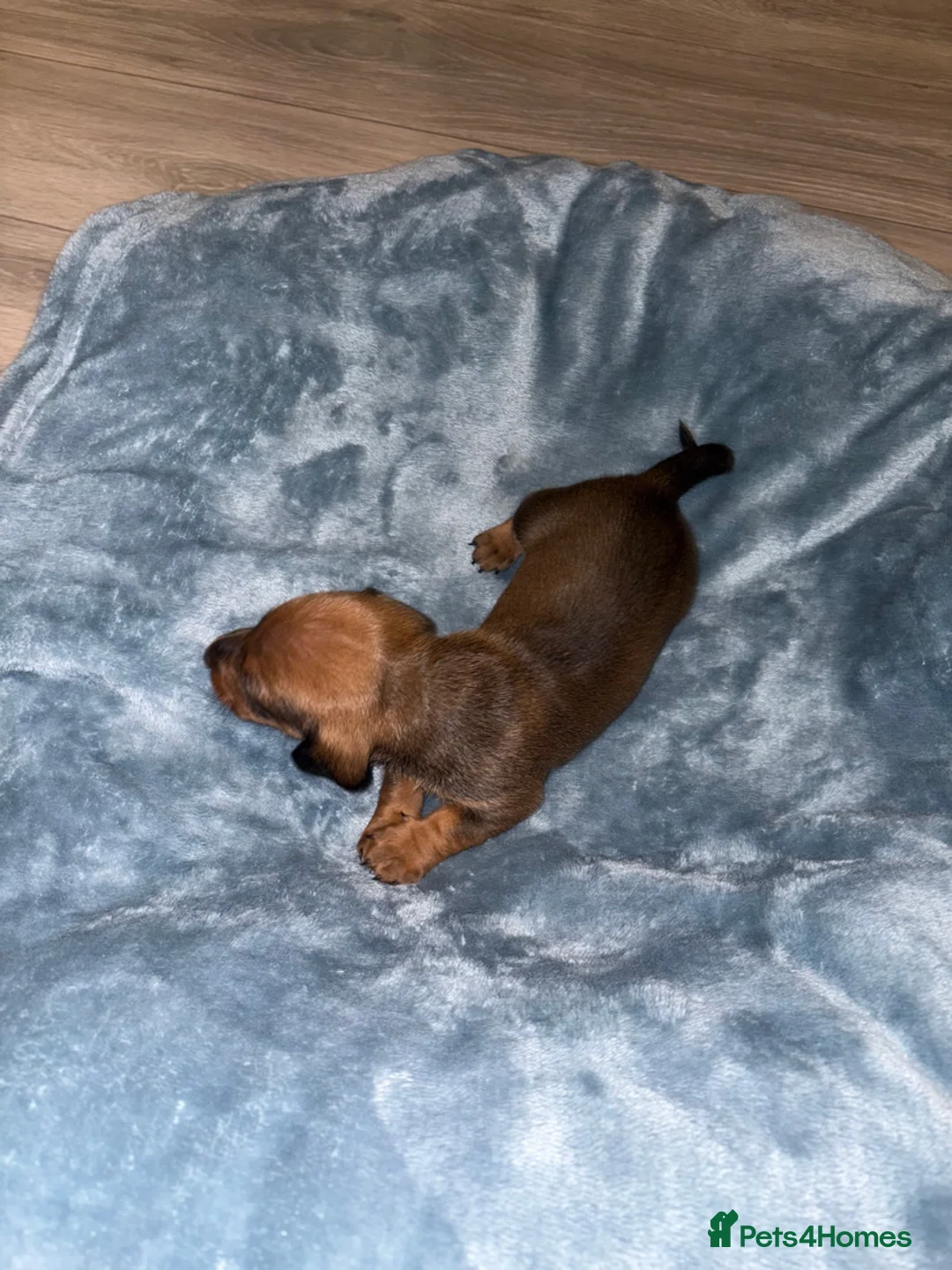Miniature Dachshund dogs for sale: 4 Miniature Dachshund Puppies - Advert 2