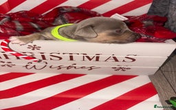 Chiweenie dogs for sale: Cheweenie - Image 12