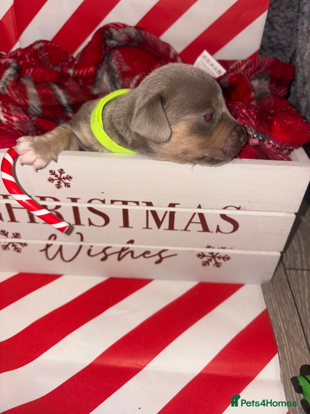 Chiweenie dogs for sale: Cheweenie - Image 12