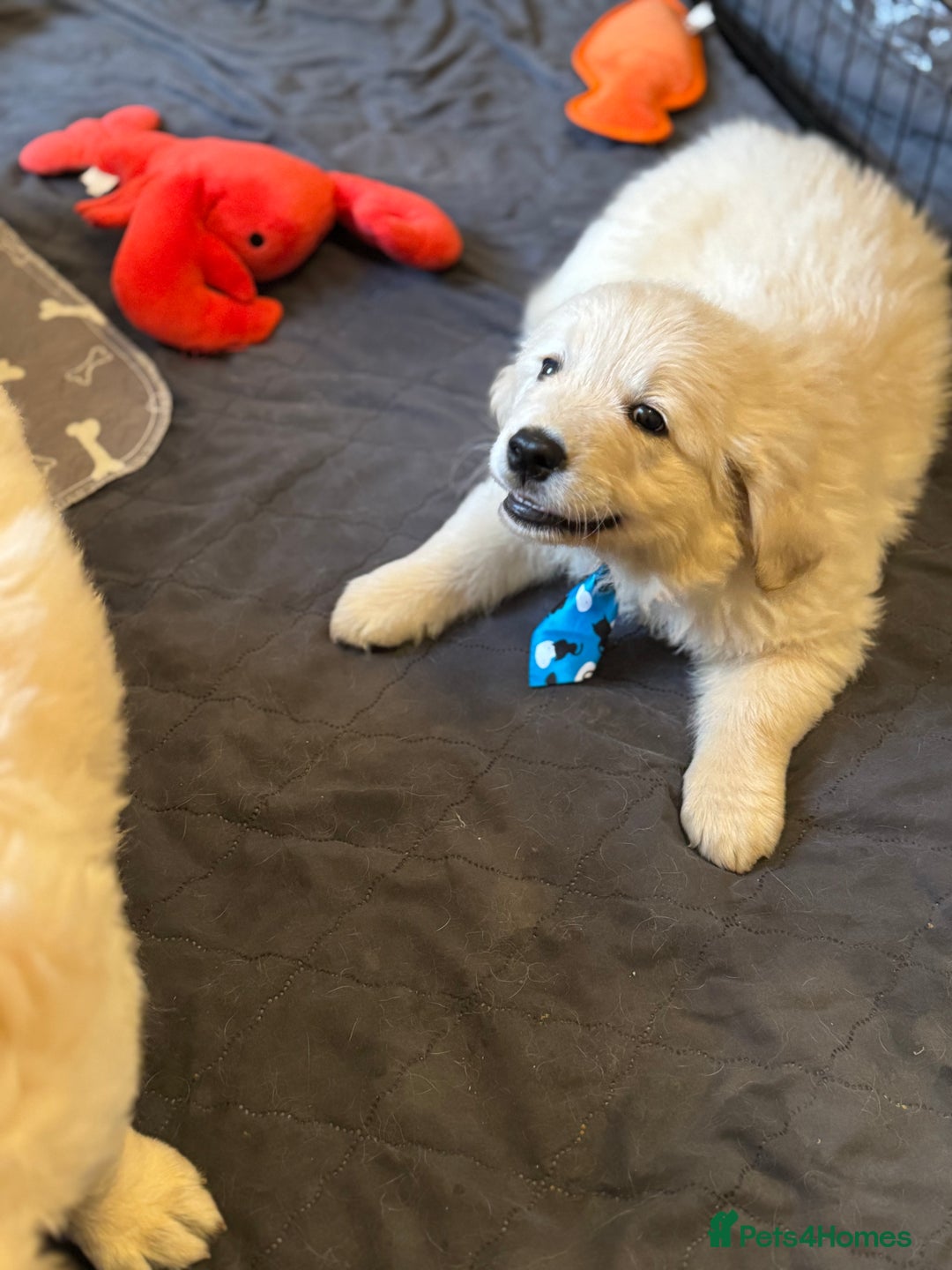 Golden Retriever dogs for sale: Beautiful Golden Retriever puppies KC - Advert 17