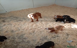 Cocker Spaniel dogs for sale: Kc reg working Cocker spaniels  born 13th July  - Image 8
