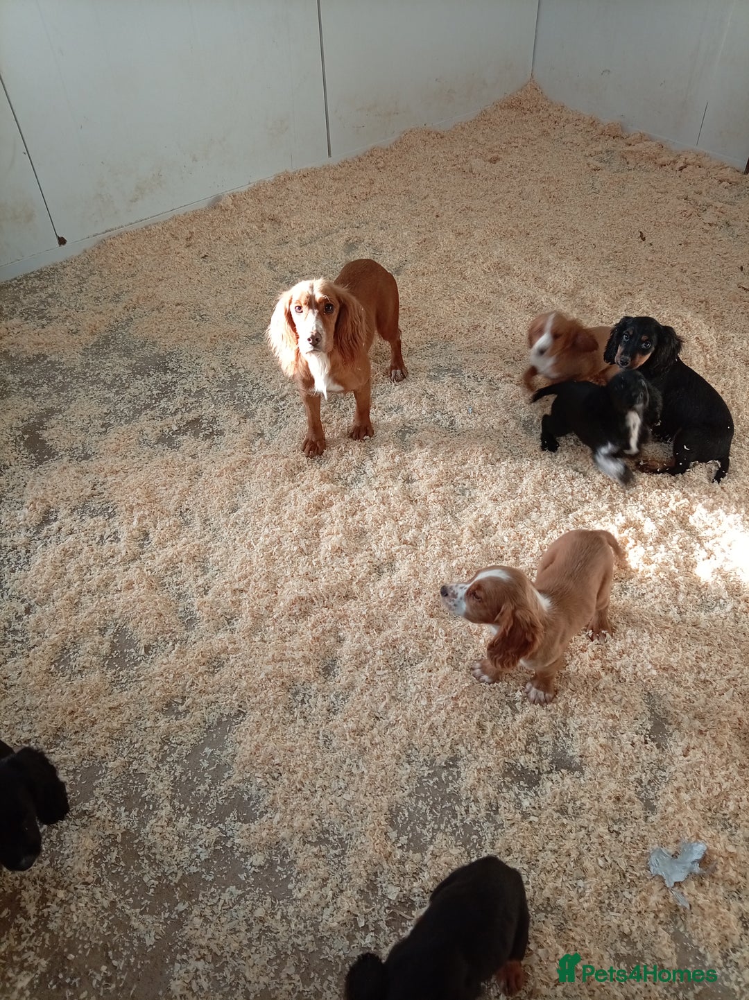 Cocker Spaniel dogs for sale: Kc reg working Cocker spaniels  born 13th July  - Image 8