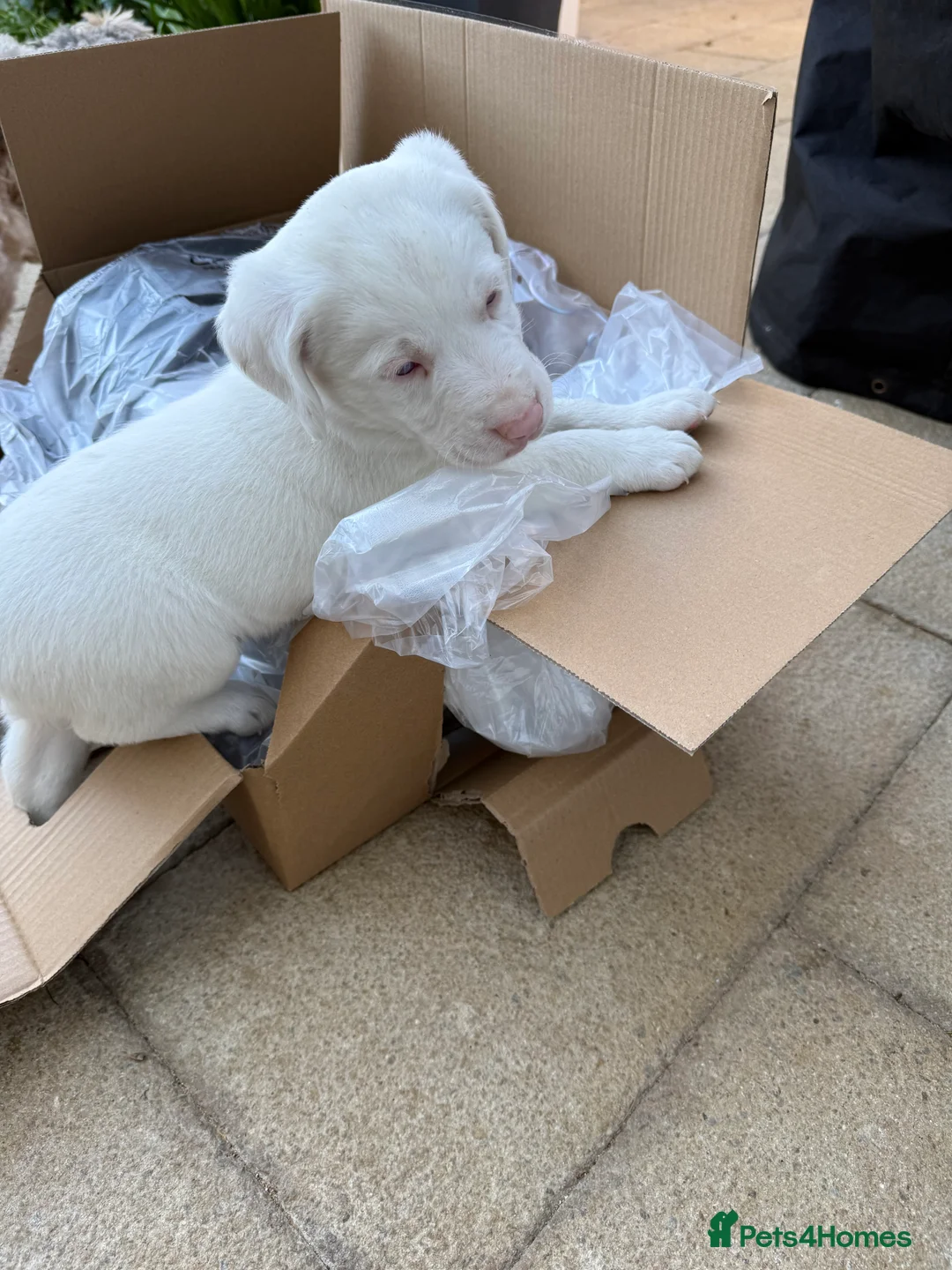 Springador dogs for sale: Mischievous Yellow Labrador puppies in Peterborough - Advert 10