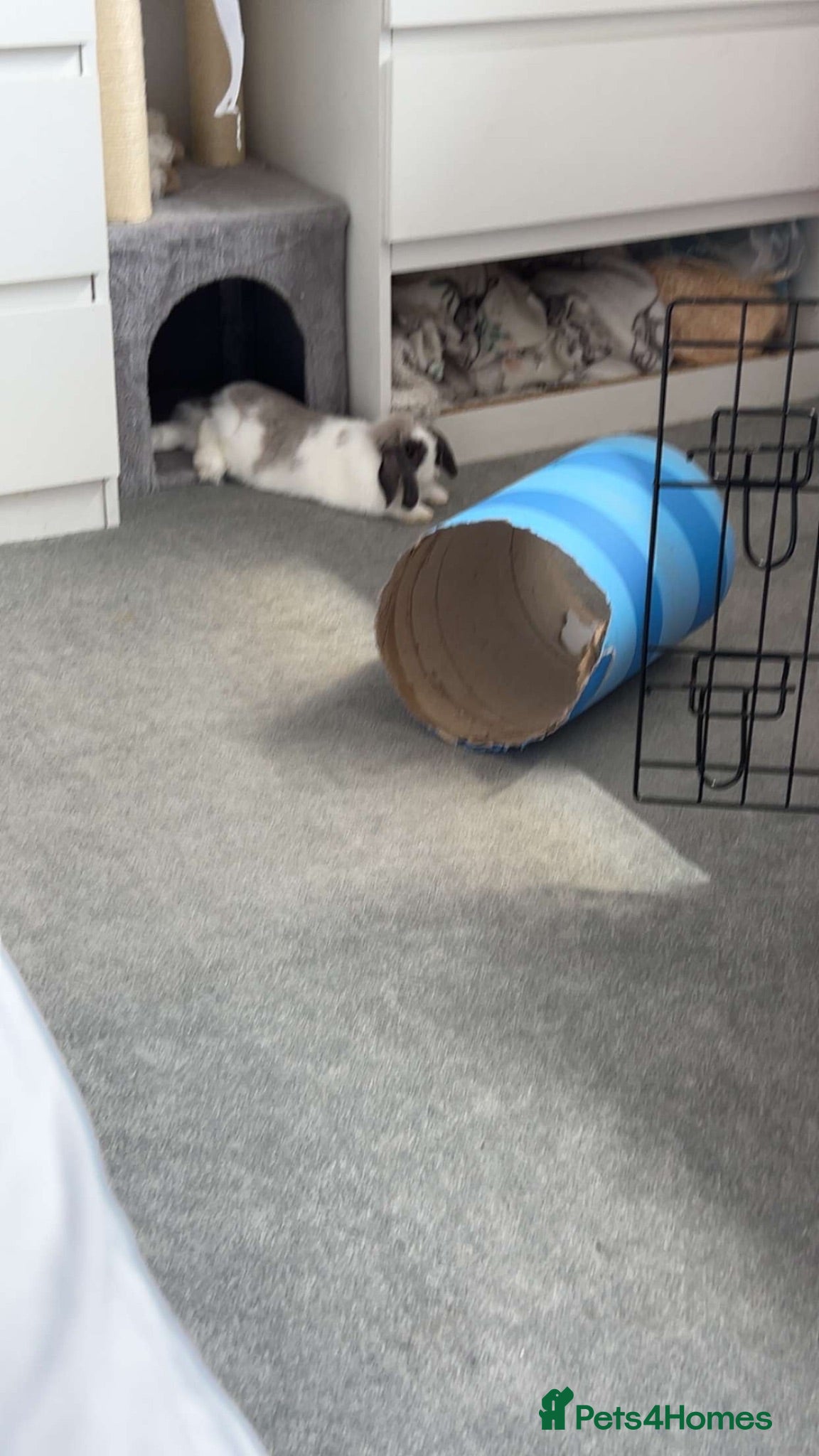 Dwarf Lop rabbits female bunny - Advert 1