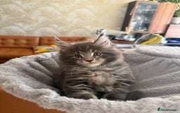 Maine Coon cats for sale: Maine Coon Kittens for sale - Image 37
