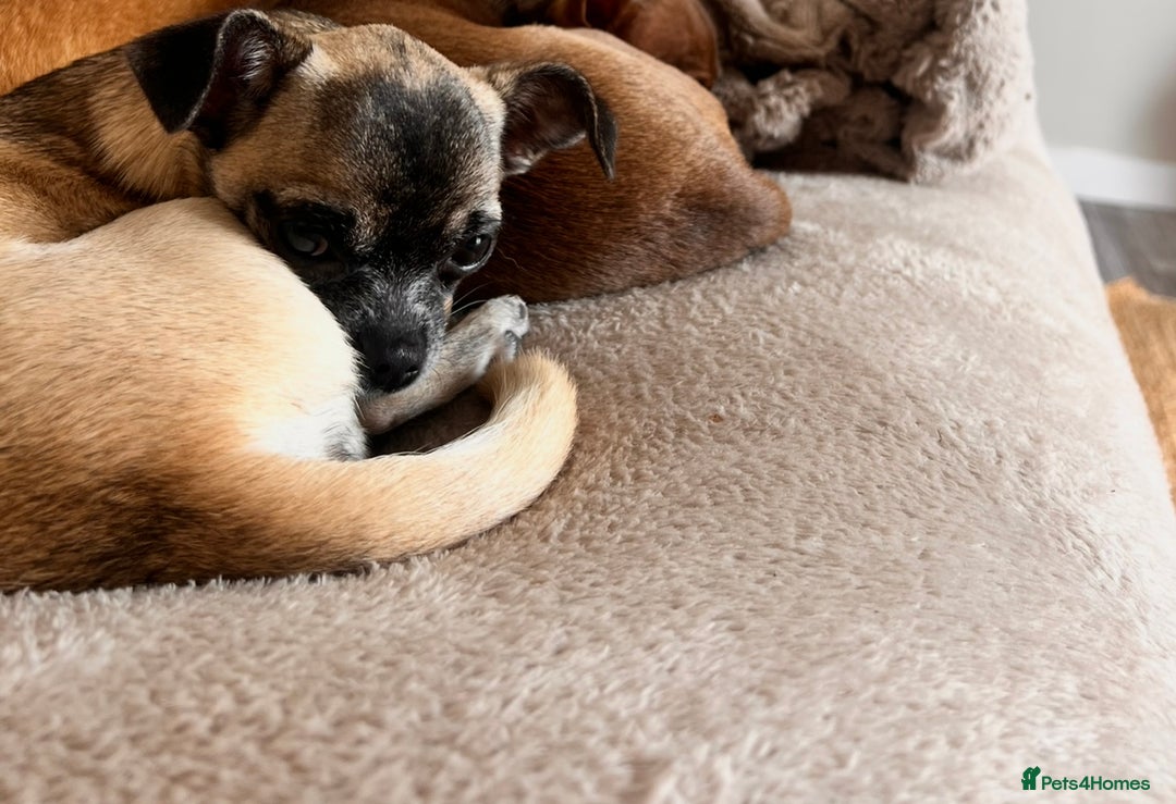 Chihuahua dogs for sale: 14 month old Chihuahuas Brother and Sister  - Image 5