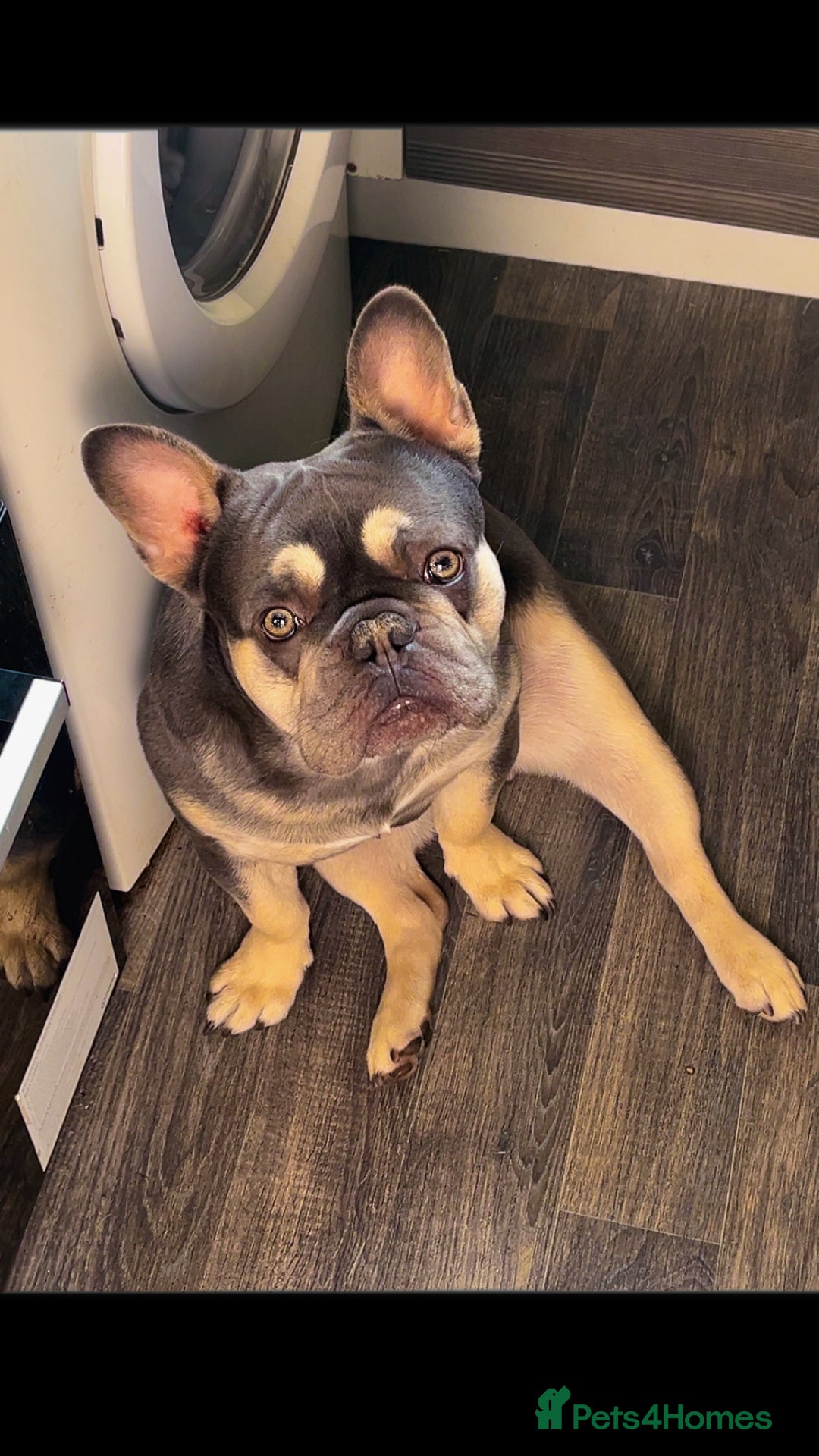 French Bulldog dogs for sale: 1 year old FRENCH BULLDOG FOR SALE - Advert 2