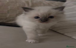 Ragdoll cats for sale: Mitted Blue Point Ragdoll  - Image 2