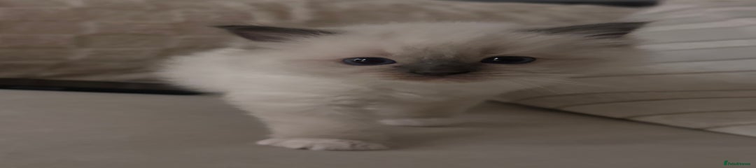 Blue Point Boy Ragdoll Kitten 