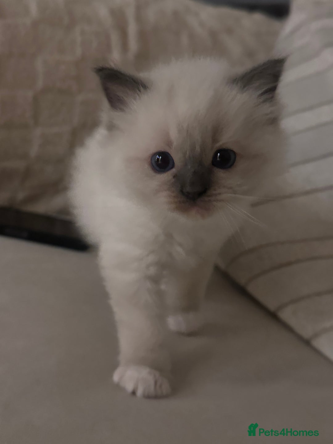 Ragdoll cats for sale: Mitted Blue Point Ragdoll  - Image 2