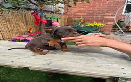 Dobermann dogs for sale: Doberman brown & tan - Image 32