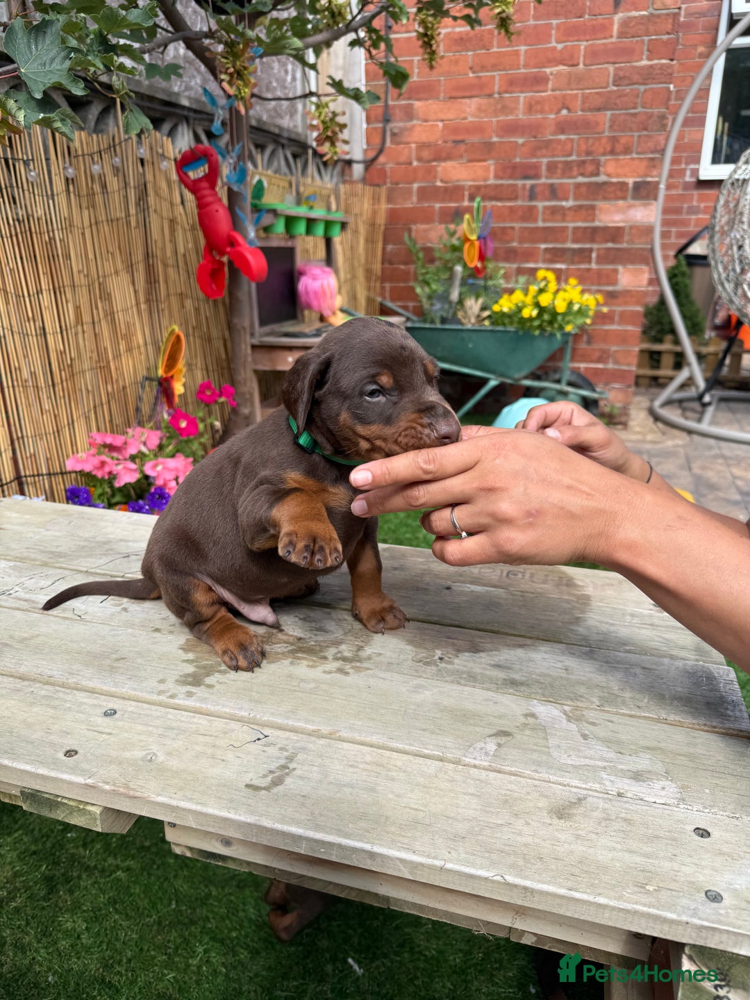 Dobermann dogs for sale: Doberman brown & tan - Image 32
