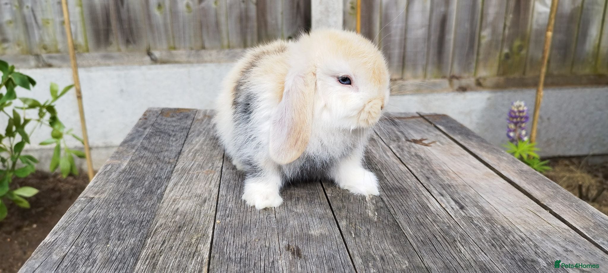 Mini Lop rabbits Mini Lop bunnies  - Advert 14