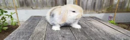 Mini Lop rabbits for sale: Mini Lop bunnies Pure Breed  - Advert 21