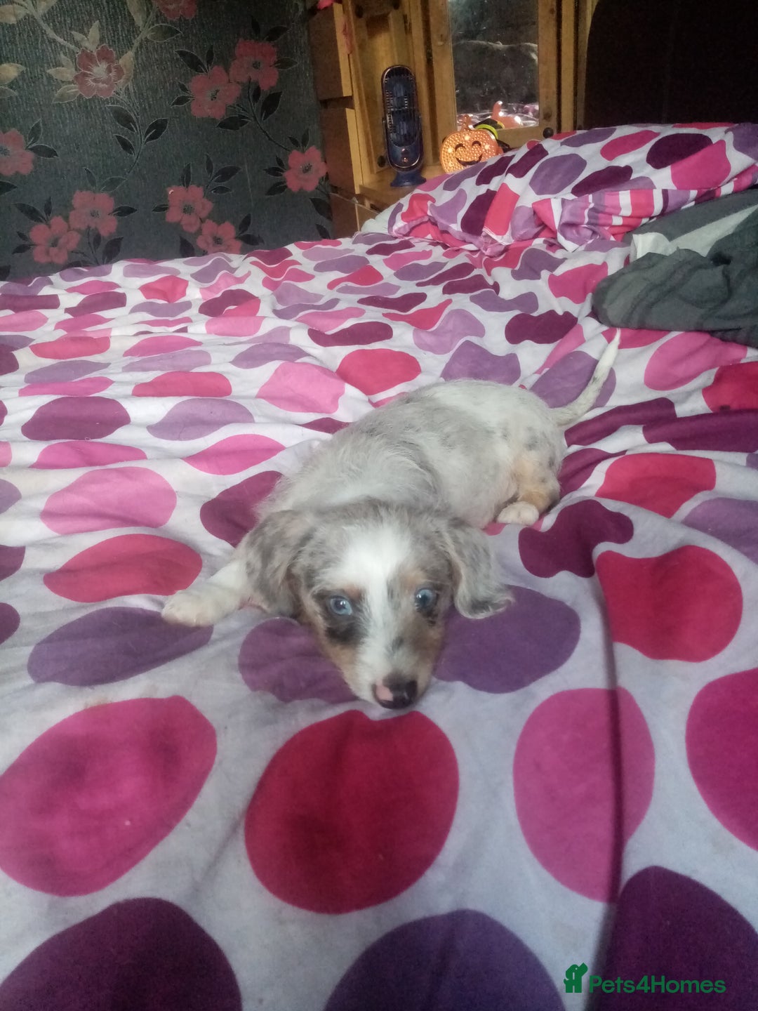 Mixed Breed dogs for sale: Miniature Dashound  - Advert 7