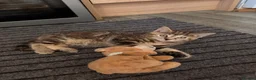 Mixed Breed cats for sale: Adorable Kittens Looking for Their Forever Homes - Advert 7
