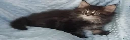 Maine Coon cats for sale: GCCF REGISTERED MAINE COON KITTENS FOR SALE  - Advert 13