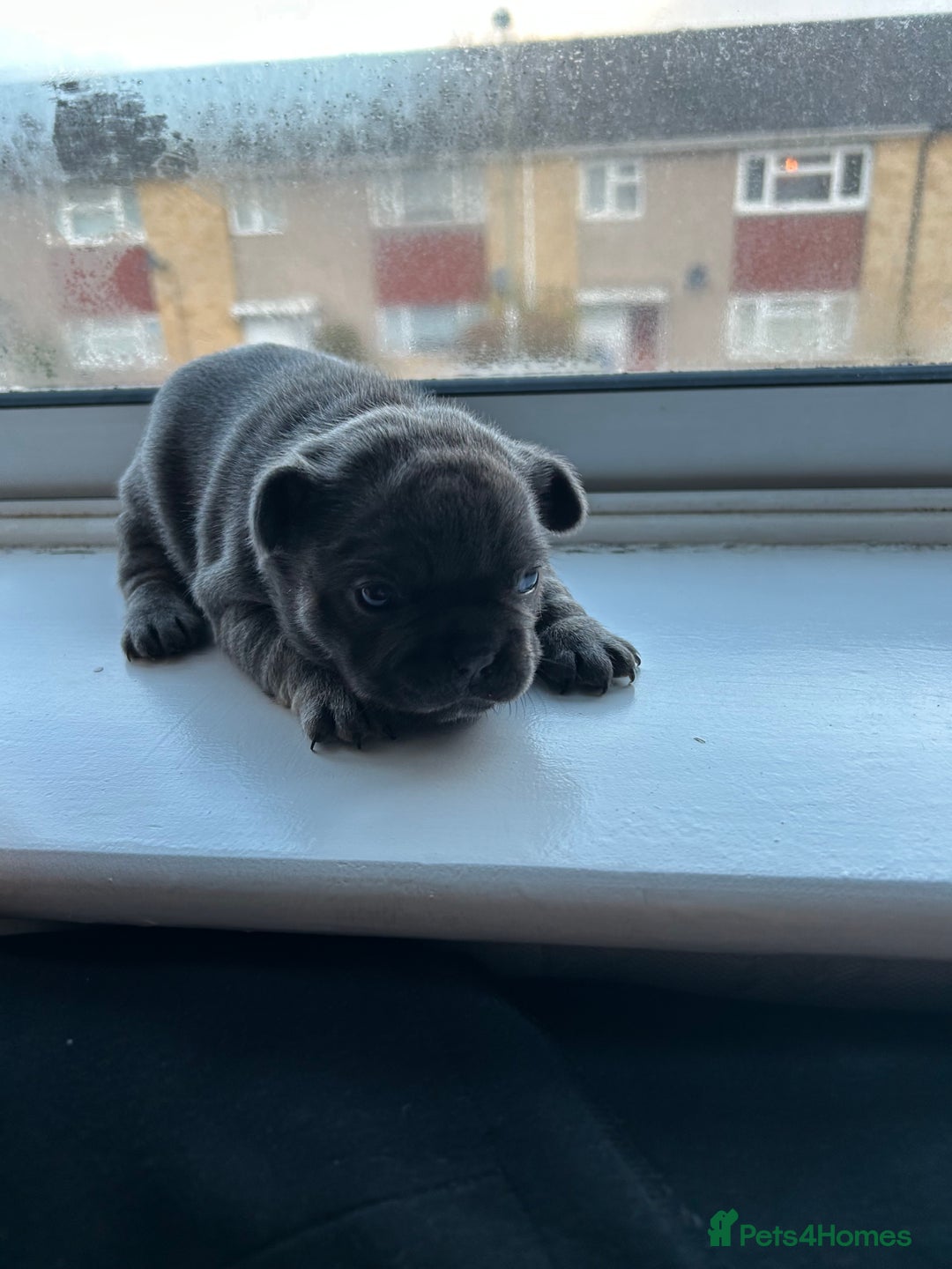 French Bulldog dogs for sale: LILAC TAN FRENCH BULLDOG PUPPY L4/L4 FLUFFY💪🏻⭐️ - Advert 2