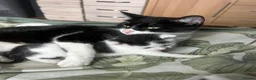 Mixed Breed cats for sale: 1 male kitten  - Advert 5