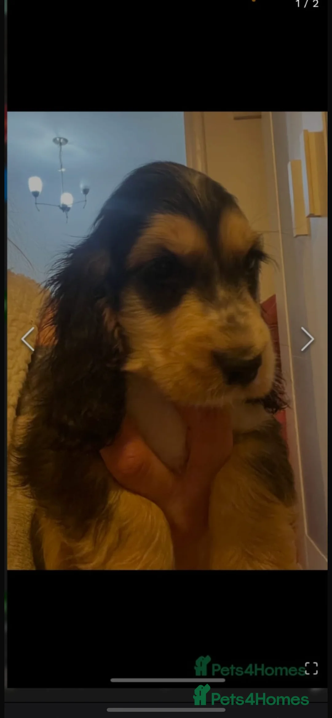 Cocker Spaniel dogs for sale: Quality litter of Show Type Cocker Spainels  - Advert 12