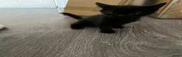 Mixed Breed cats for sale: 8 Week Old Kittens 2 Males, 1 Female - Advert 5