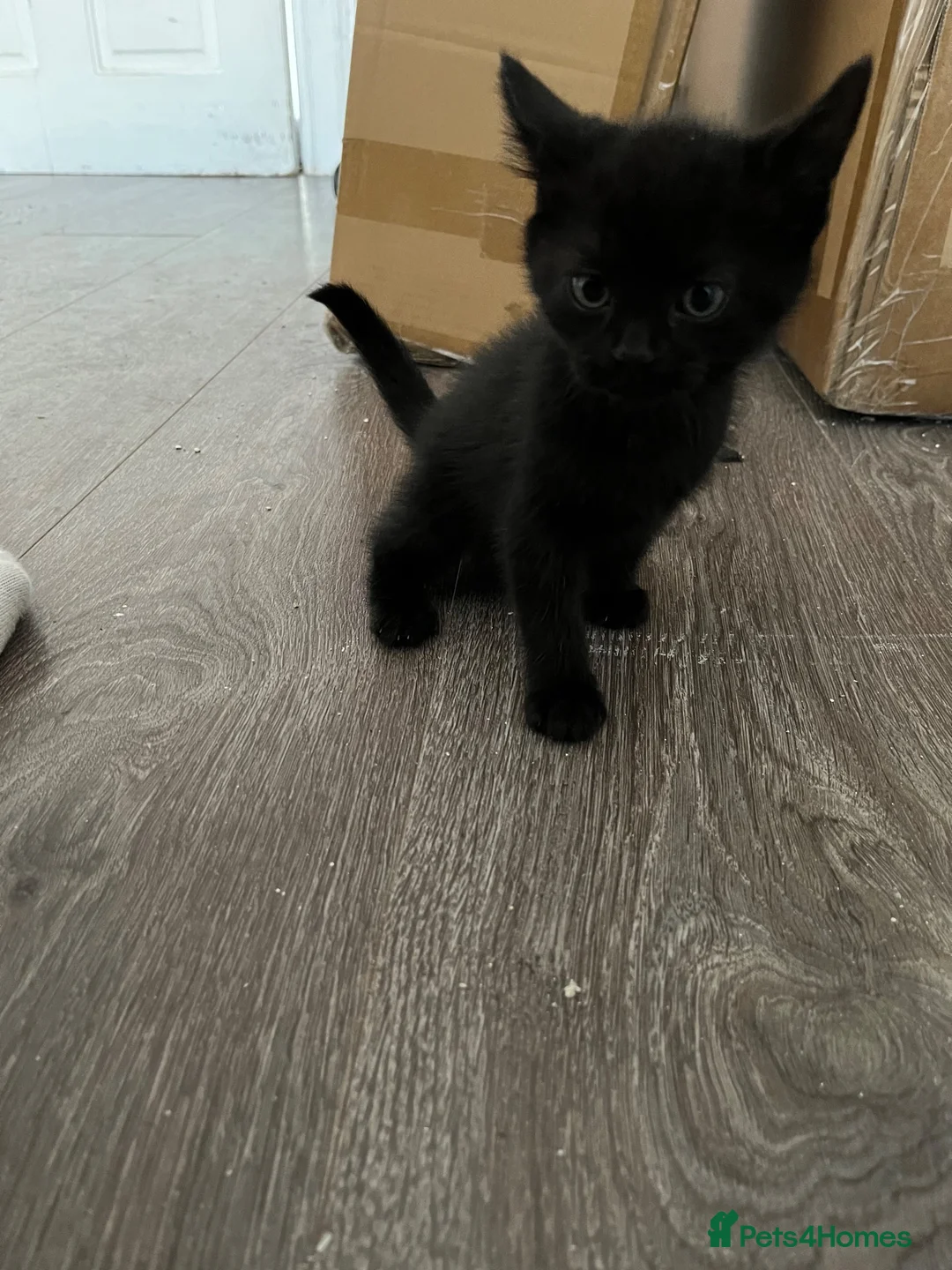 Mixed Breed cats for sale: 8 Week Old Kittens 2 Males, 1 Female - Advert 5