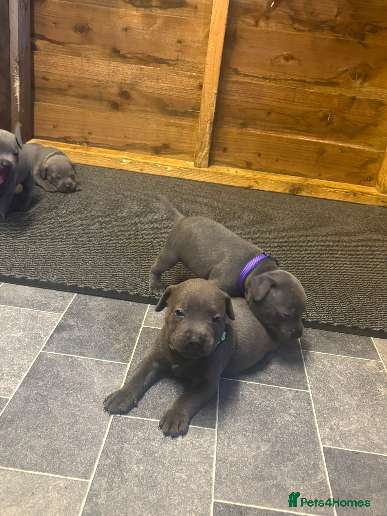 Staffordshire Bull Terrier dogs Staff puppies  - Advert 1