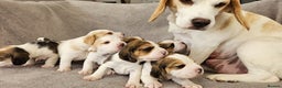 Beagle dogs for sale: Pedigree KC Registered Male Beagle Puppy - Advert 7