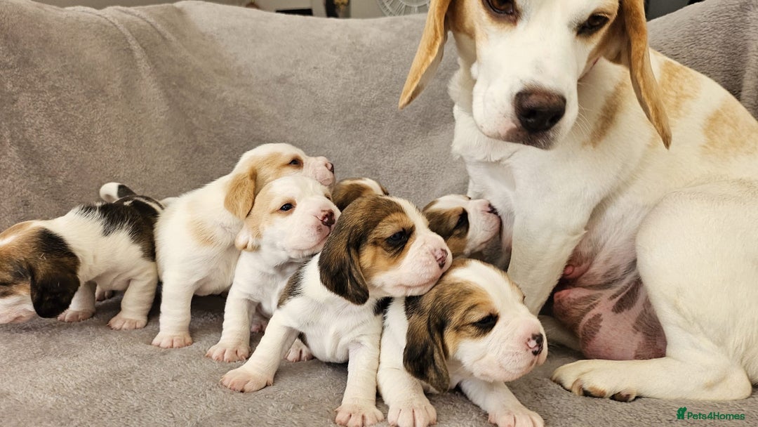 Beagle dogs for sale: Pedigree KC Registered Male Beagle Puppy - Advert 7
