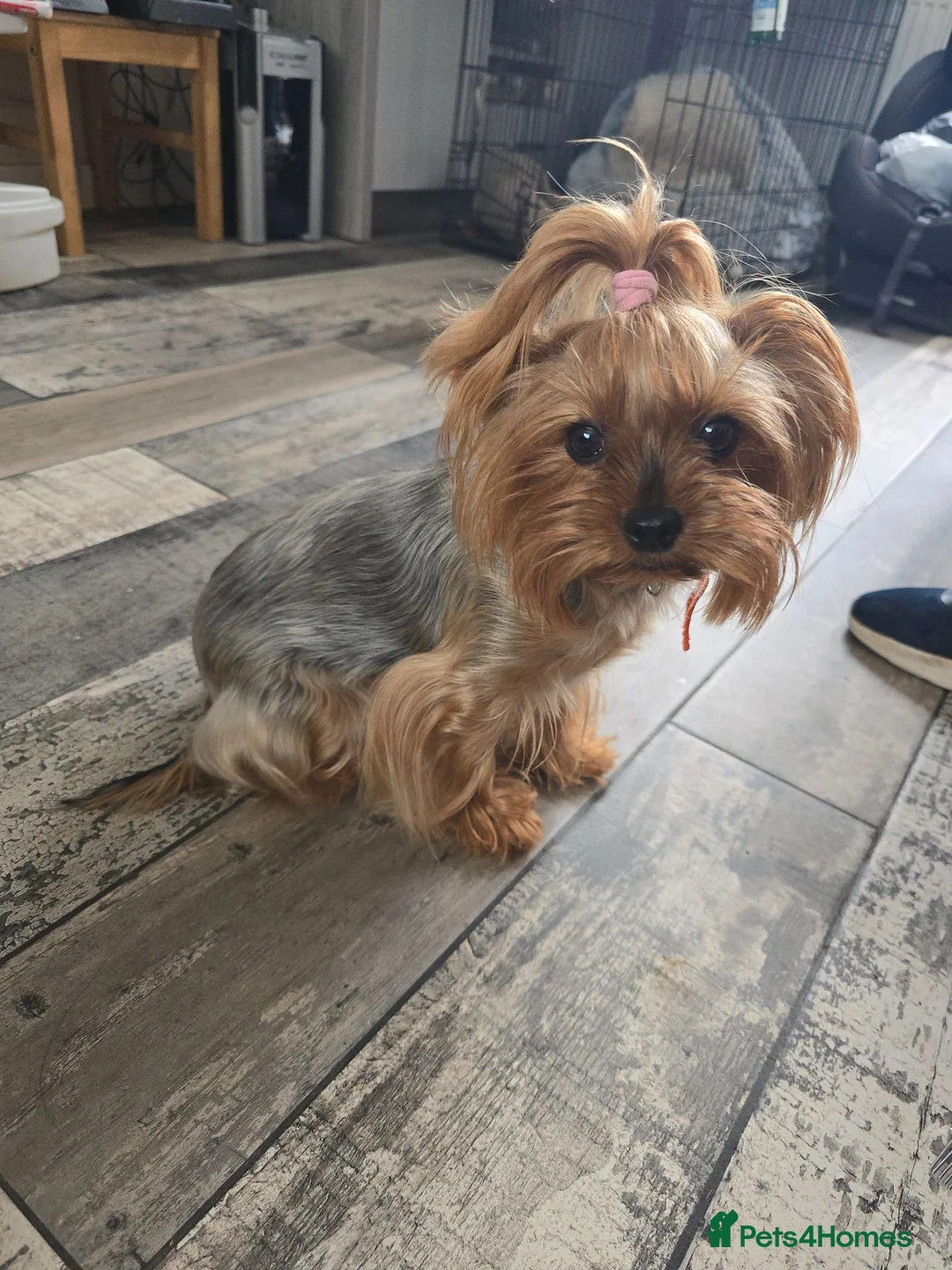 Yorkshire Terrier dogs for sale:  Masha looking for new home - Advert 2