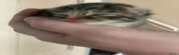 Mixed Breed cats for sale: Beautiful litter of kittens 💓  in Bootle - Advert 9