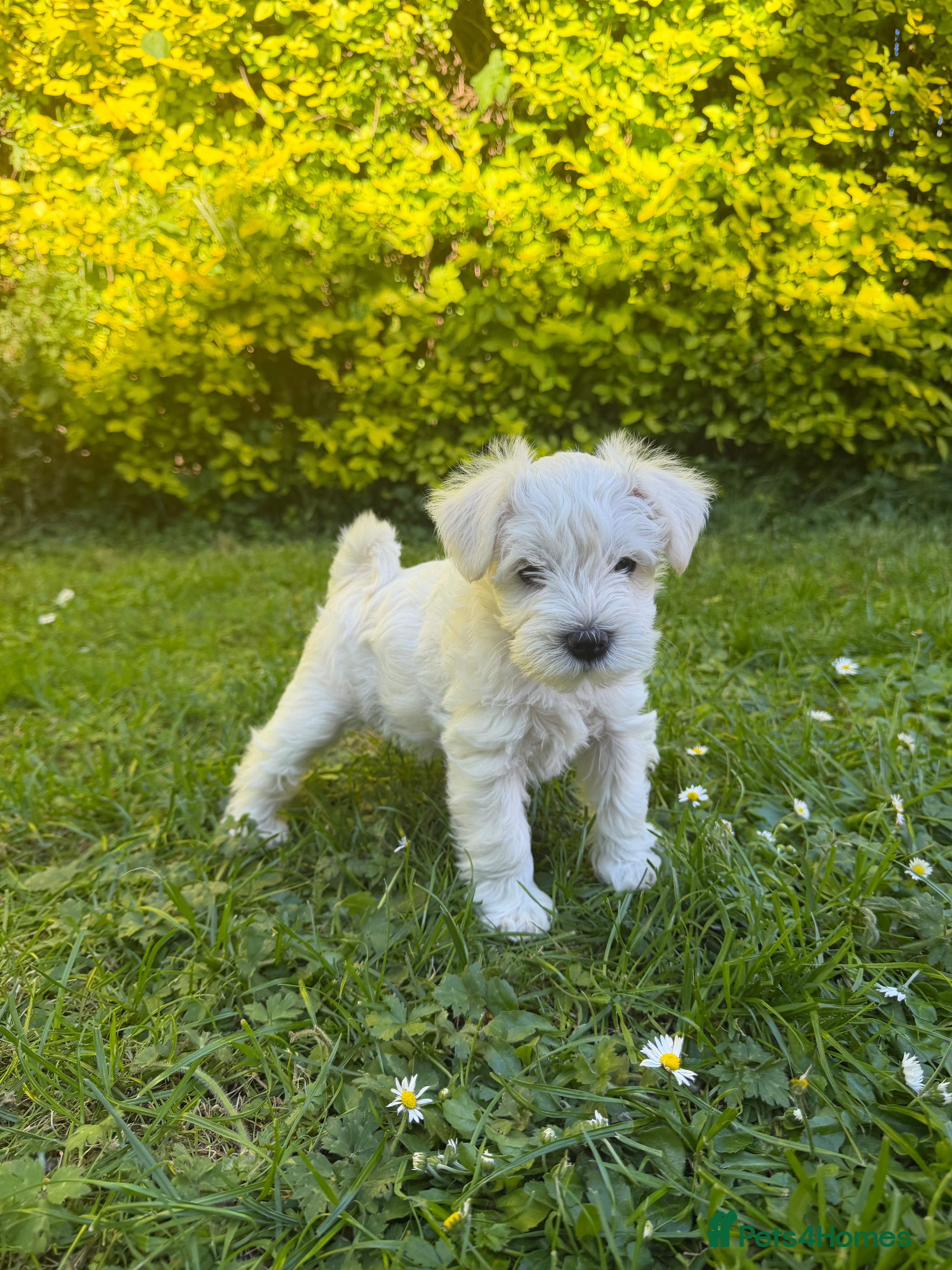 Miniature Schnauzer dogs for sale: Available: 🐾 3 Girls 🐾 2 Boys - Advert 27