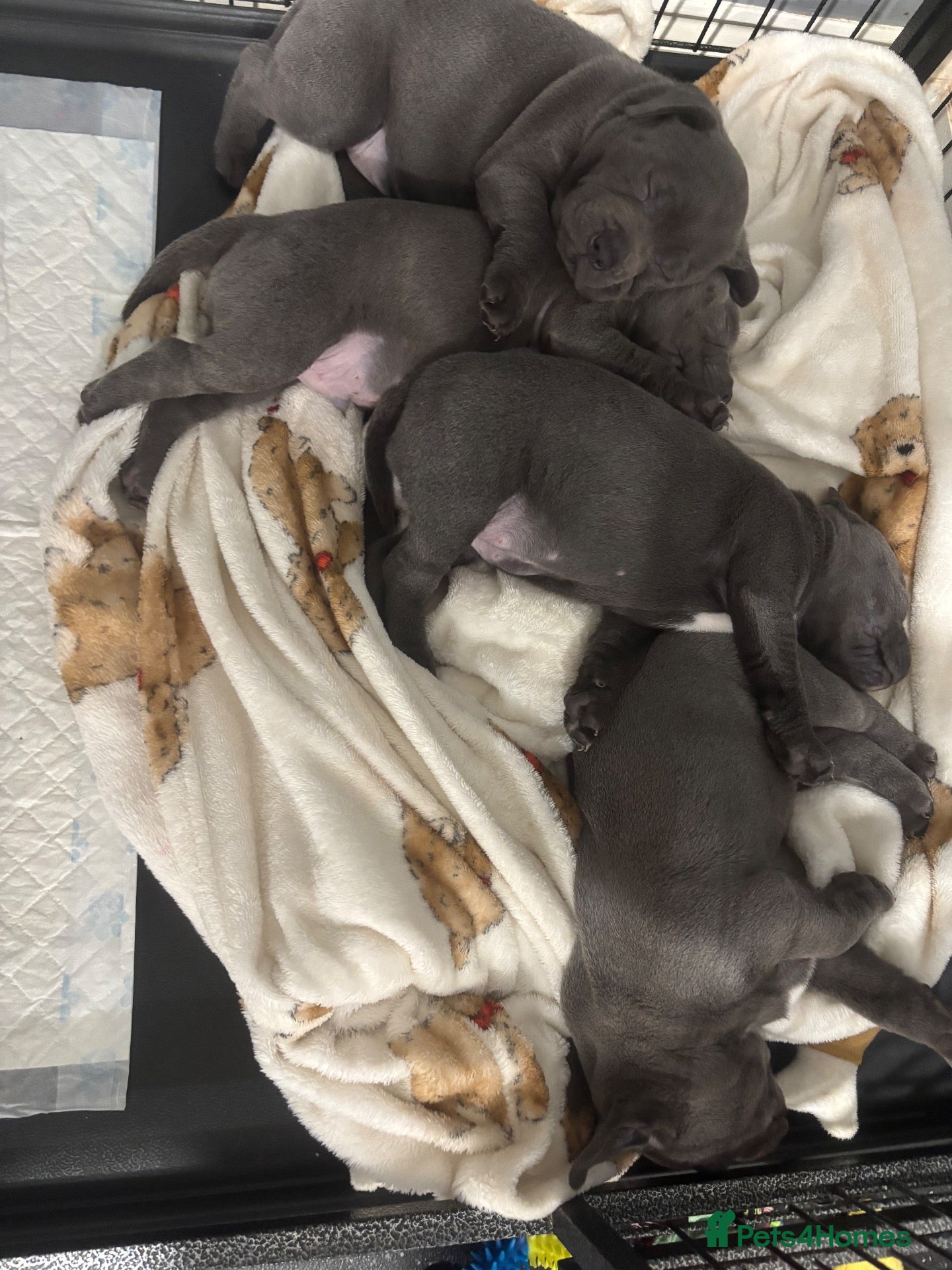 Staffordshire Bull Terrier dogs for sale: BEAUTIFUL BLUE STAFFY PUPPIES  - Advert 2