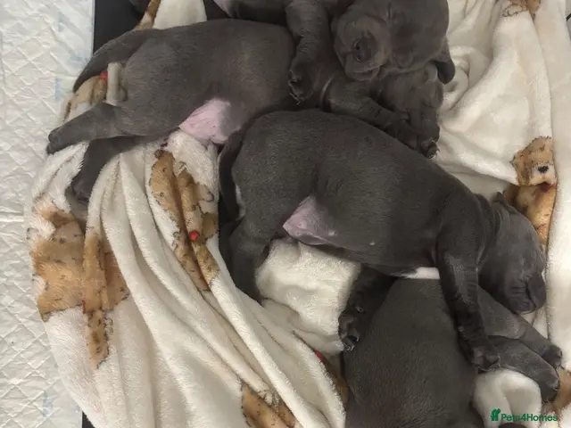 Staffordshire Bull Terrier dogs for sale: BEAUTIFUL BLUE STAFFY PUPPIES - Advert 10