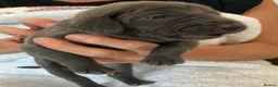 Weimaraner dogs for sale: KC Reg Weimaraner Puppies Silver & Blue - Advert 36