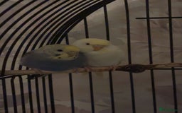 Budgerigars birds for sale: Budgies - Image 1