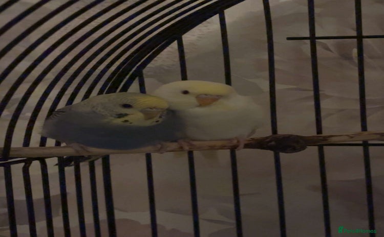 Budgerigars birds - Advert 2