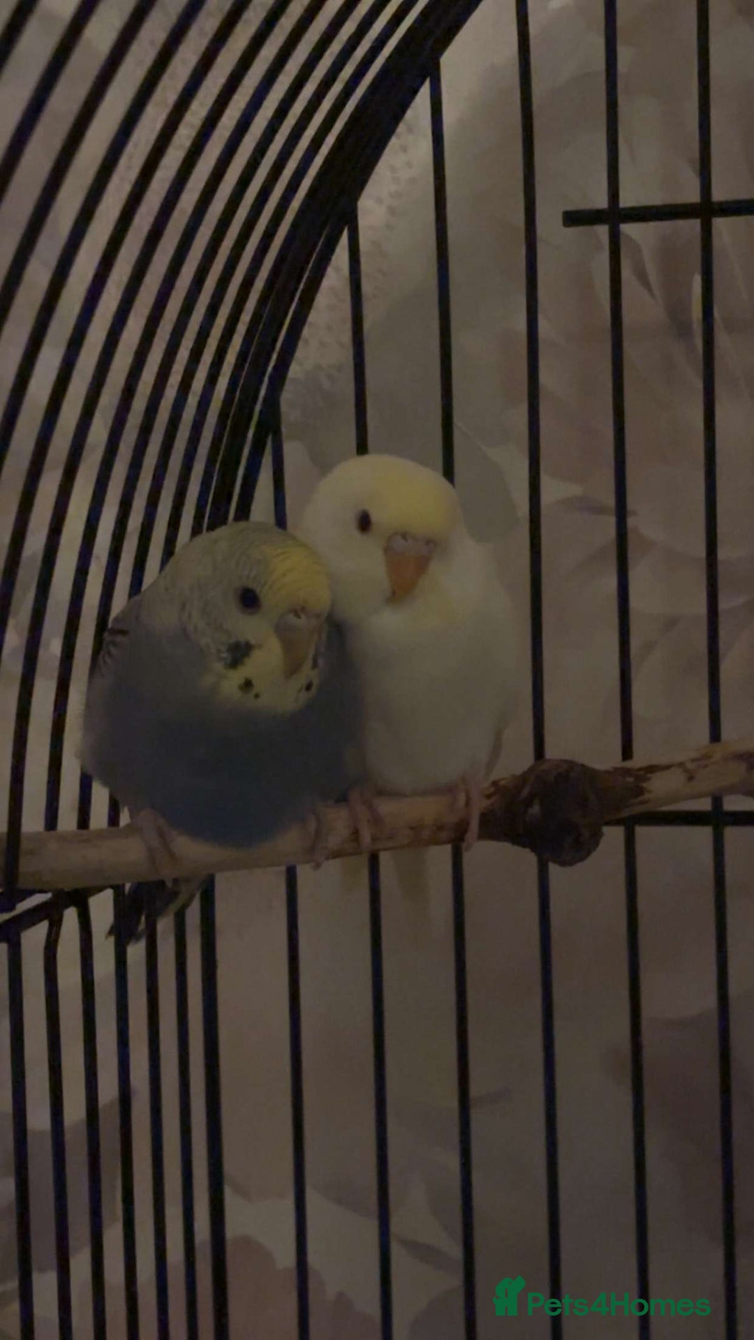 Budgerigars birds for sale: Budgies - Image 1