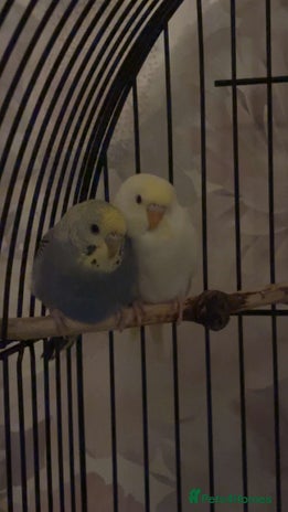 Budgerigars birds - Advert 15