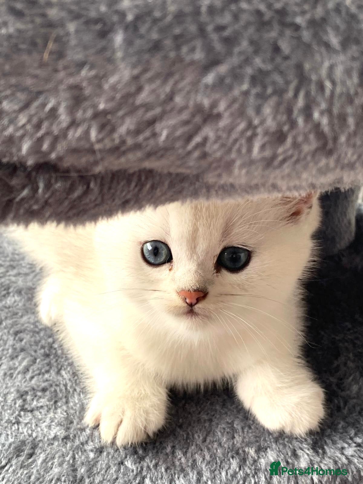 British Longhair cats SILVER CHINCHILLA GIRLS -HEALTH TESTED PARENTS - Advert 2