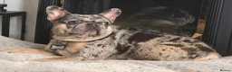 French Bulldog dogs for sale: French Bulldog Merle - Advert 3
