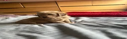 Golden Retriever dogs for sale: 🐾 Golden Retriever Puppies – Raised with Love 🐾 - Advert 3