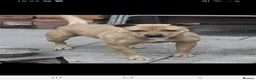 Staffordshire Bull Terrier dogs for sale: Staffordshire bull terrier puppies  - Advert 2